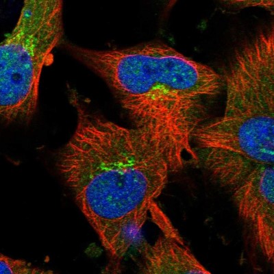 Immunocytochemistry/Immunofluorescence: SCYL1BP1 Antibody [NBP1-92371] - Immunofluorescent staining of human cell line U-251 MG shows localization to nucleoplasm, cytosol & the Golgi apparatus.