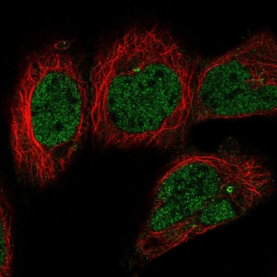 Immunocytochemistry/Immunofluorescence: TRUSS Antibody [NBP2-47593] - Staining  human cell line HEK 293 shows positivity in centrosome and nucleus but excluded from the nucleoli.