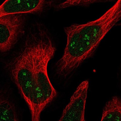 Immunocytochemistry/Immunofluorescence: RPAIN Antibody [NBP1-81706] - Immunofluorescent staining of human cell line U-2 OS shows localization to nucleus & nucleoli fibrillar center.