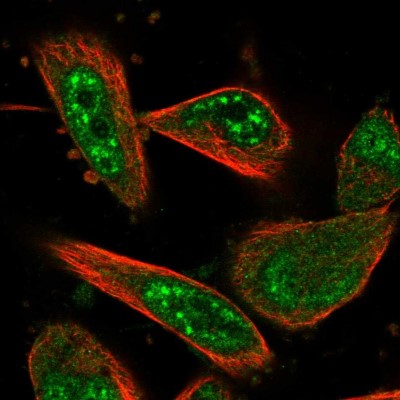 Immunocytochemistry/Immunofluorescence: FAM187A Antibody [NBP1-91069] - Staining of human cell line U-251MG shows positivity in nucleus but not nucleoli.