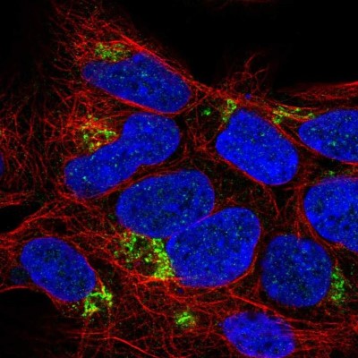 Immunocytochemistry/Immunofluorescence: C4orf33 Antibody [NBP2-32585] - Staining of human cell line HEK 293 shows localization to the Golgi apparatus.