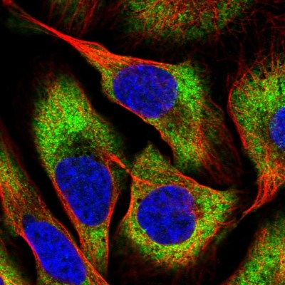 Immunocytochemistry/Immunofluorescence: CHAC2 Antibody [NBP2-14476] - Immunofluorescent staining of human cell line U-2 OS shows localization to cytosol.