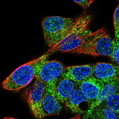 Immunocytochemistry/Immunofluorescence: MIA2 Antibody [NBP2-33754] - Staining of human cell line Hep G2 shows localization to endoplasmic reticulum.