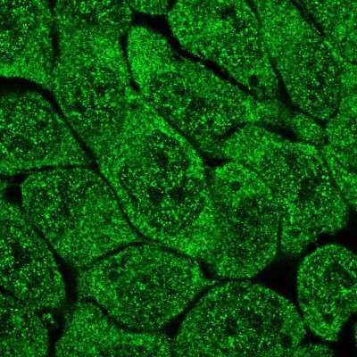 Immunocytochemistry/Immunofluorescence: MCTP2 Antibody [NBP2-33607] - Immunofluorescent staining of human cell line RT4 shows localization to nucleoplasm & cytosol.