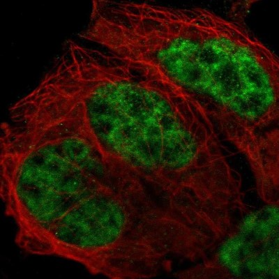 Immunocytochemistry/Immunofluorescence: CrkRS Antibody [NBP1-85451] - Staining of human cell line A-431 shows localization to nucleoplasm.