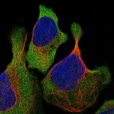 Immunocytochemistry/Immunofluorescence: DIEXF Antibody [NBP1-88480] - Staining of human cell line U-2 OS shows positivity in cytoplasm.