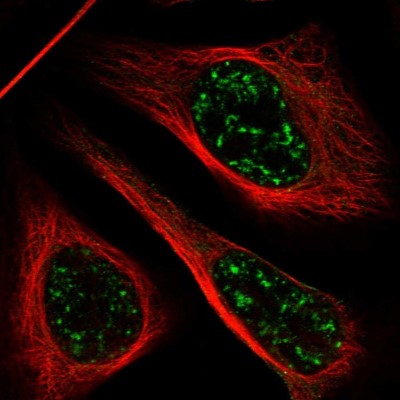Immunocytochemistry/Immunofluorescence: C1orf127 Antibody [NBP1-93807] - Staining of human cell line U-2 OS shows positivity in nucleus.