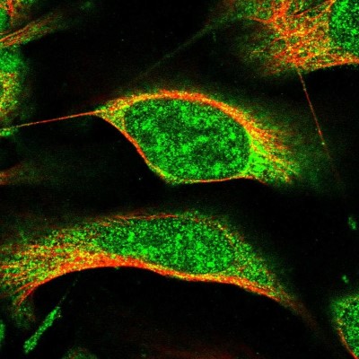 Immunocytochemistry/Immunofluorescence: PROX2 Antibody [NBP1-93810] - Staining of human cell line U-2 OS shows positivity in nucleus and cytoplasm.