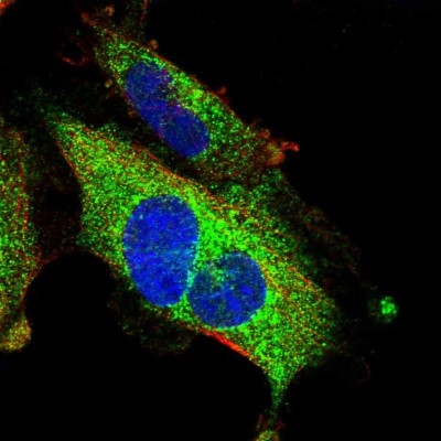 Immunocytochemistry/Immunofluorescence: PID1 Antibody [NBP1-93967] - Staining of human cell line U-251 MG shows localization to endoplasmic reticulum.