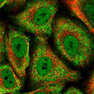 Immunocytochemistry/Immunofluorescence: Symplekin Antibody [NBP2-59014] - Staining of human cell line A549 shows localization to nucleoplasm & cytosol.