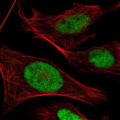 Immunocytochemistry/Immunofluorescence: POLR3E Antibody [NBP2-58956] - Staining of human cell line U-2 OS shows localization to nucleoplasm.