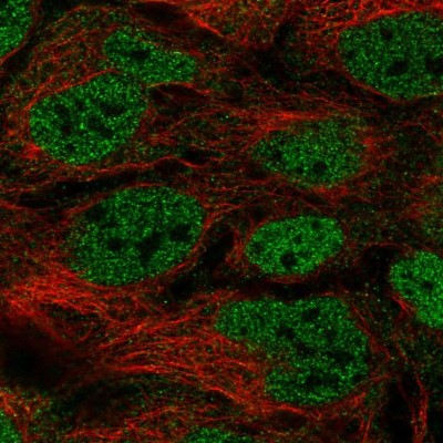 Immunocytochemistry/Immunofluorescence: ACF Antibody [NBP2-33412] - Immunofluorescent staining of human cell line CACO-2 shows localization to nucleoplasm.