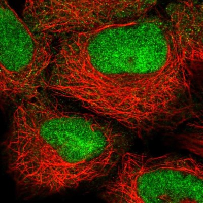 Immunocytochemistry/Immunofluorescence: HOXB2 Antibody [NBP2-56905] - Staining of human cell line HEK 293 shows localization to nucleus.