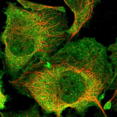 Immunocytochemistry/Immunofluorescence: Spt6 Antibody [NBP2-34030] - Staining of human cell line U-2 OS shows localization to nucleoplasm, plasma membrane & cytosol.