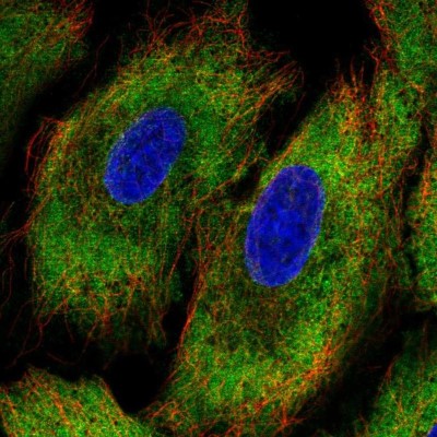 Immunocytochemistry/Immunofluorescence: PCDHA12 Antibody [NBP2-48645] - Staining of human cell line A549 shows localization to cytosol.