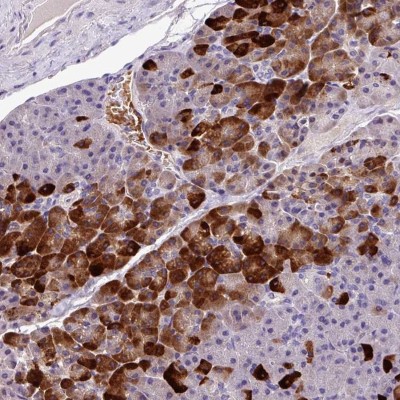 Immunohistochemistry: Annexin 2 Receptor Antibody [NBP2-49008] - Staining of human pancreas shows strong cytoplasmic positivity in exocrine glandular cells.