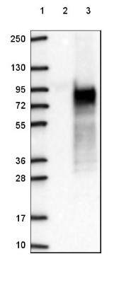 Western Blot: C16orf71 Antibody [NBP2-48935] - Lane 1: Marker [kDa] 250, 130, 95, 72, 55, 36, 28, 17, 10Lane 2: Negative control (vector only transfected HEK293T lysate)Lane 3: Over-expression lysate (Co-expressed with a C-terminal myc-DDK tag (~3.1 kDa) in mammalian HEK293T cells, LY408373)