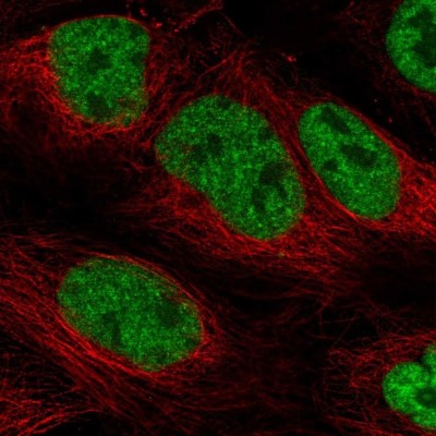 Immunocytochemistry/Immunofluorescence: PHAX Antibody [NBP2-48821] - Staining of human cell line CACO-2 shows localization to nucleoplasm.