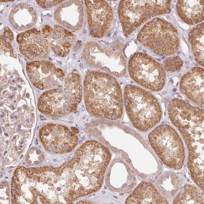 Immunohistochemistry: C3orf62 Antibody [NBP2-49080] - Staining of human kidney shows moderate cytoplasmic positivity in cells in tubules.