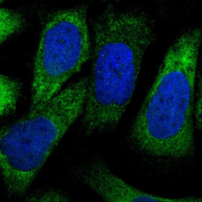 Immunocytochemistry/Immunofluorescence: PKD1L1 Antibody [NBP1-87220] - Staining of human cell line U-2 OS shows positivity in cytoplasm.