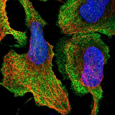 Immunocytochemistry/Immunofluorescence: DXO Antibody [NBP2-47478] - Immunofluorescent staining of human cell line U-2 OS shows localization to nucleoplasm, plasma membrane & cytosol.