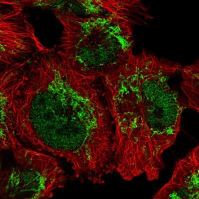 Immunocytochemistry/Immunofluorescence: GUF1 Antibody [NBP2-58606] - Staining of human cell line U-251 MG shows localization to nucleoplasm & mitochondria.