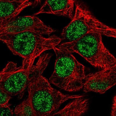 Immunocytochemistry/Immunofluorescence: DC8 Antibody [NBP2-58614] - Staining of human cell line Hep G2 shows localization to nucleoplasm.