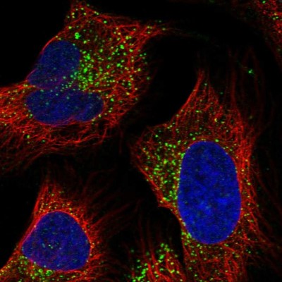 Immunocytochemistry/Immunofluorescence: Protocadherin beta 10 Antibody [NBP1-87533] - Staining of human cell line U-2 OS shows positivity in vesicles.