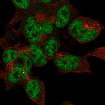 Immunocytochemistry/Immunofluorescence: CRMP5 Antibody [NBP2-55982] - Staining of human cell line HEK 293 shows localization to nucleoplasm.