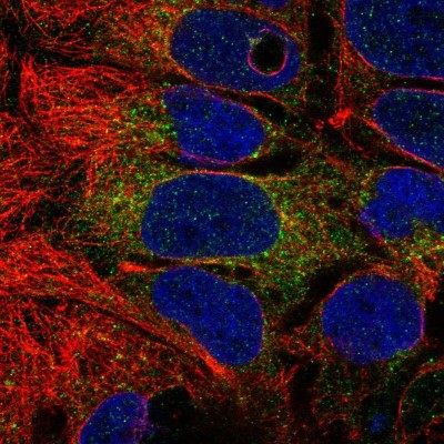 Immunocytochemistry/Immunofluorescence: PSAPL1 Antibody [NBP2-32635] - Immunofluorescent staining of human cell line CACO-2 shows localization to cytosol.