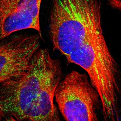 Immunocytochemistry/Immunofluorescence: TXNDC16 Antibody [NBP1-93591] - Immunofluorescent staining of human cell line U-2 OS shows localization to mitochondria.