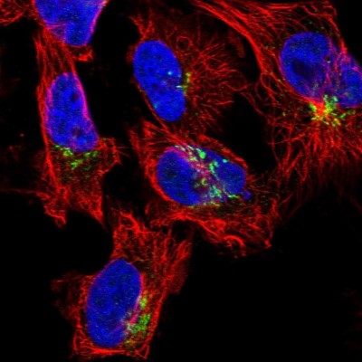 Immunocytochemistry/Immunofluorescence: COG5 Antibody [NBP1-93713] - Immunofluorescent staining of human cell line U-251 MG shows localization to the Golgi apparatus.