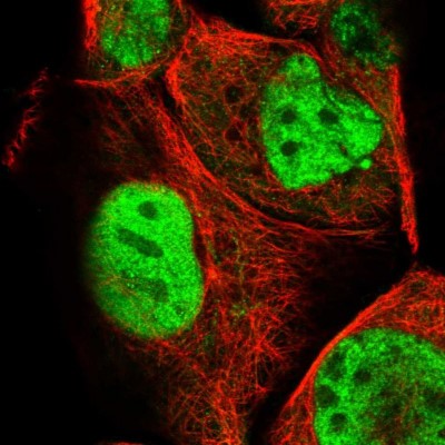 Immunocytochemistry/Immunofluorescence: FLJ10154 Antibody [NBP1-87921] - Immunofluorescent staining of human cell line A-431 shows localization to nucleoplasm.