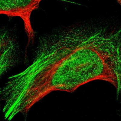 Immunocytochemistry/Immunofluorescence: GANC Antibody [NBP1-86448] - Immunofluorescent staining of human cell line U-2 OS shows localization to nucleoplasm & actin filaments.