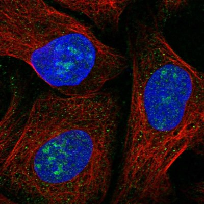 Immunocytochemistry/Immunofluorescence: Chordin Antibody [NBP1-87513] - Staining of human cell line U-2 OS shows positivity in nucleus and nucleoli.