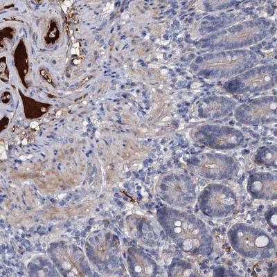 Immunohistochemistry-Paraffin: Chordin Antibody [NBP1-87513] - Staining of human duodenum shows strong plasma positivity.