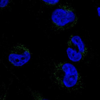 Immunocytochemistry/Immunofluorescence: FAM55D Antibody [NBP1-88548] - Staining of human cell line U-251 MG shows positivity in mitochondria.