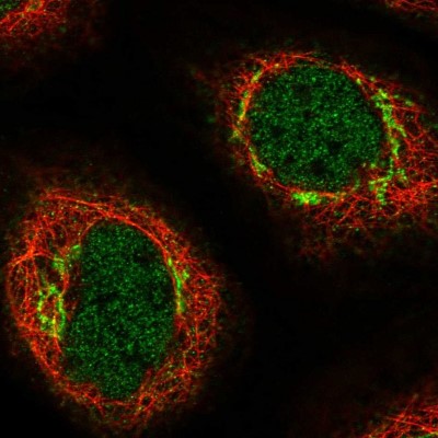 Immunocytochemistry/Immunofluorescence: OTOL1 Antibody [NBP1-90699] - Staining of human cell line A-431 shows positivity in nucleus but not nucleoli and golgi apparatus.