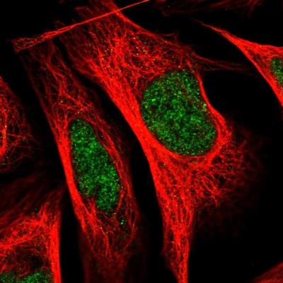 Immunocytochemistry/Immunofluorescence: RBM43 Antibody [NBP1-86798] - Staining  of human cell line U-2 OS shows positivity in nucleus.