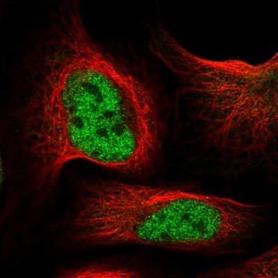 Immunocytochemistry/Immunofluorescence: RC74 Antibody [NBP2-58713] - Staining of human cell line U-2 OS shows localization to nucleoplasm.
