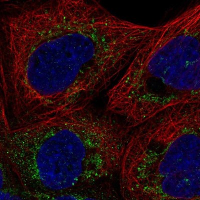 Immunocytochemistry/Immunofluorescence: FAM162A Antibody [NBP2-58663] - Staining of human cell line A-431 shows localization to mitochondria.