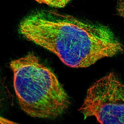 Immunocytochemistry/Immunofluorescence: CDC42EP4 Antibody [NBP1-88380] - Immunofluorescent staining of human cell line U-2 OS shows localization to actin filaments & microtubules.