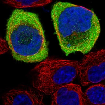 Immunocytochemistry/Immunofluorescence: ASTN2 Antibody [NBP1-82980] - Immunofluorescent staining of human cell line A-431 shows localization to nucleoplasm & cytosol.