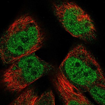 Immunocytochemistry/Immunofluorescence: PM20D2 Antibody [NBP2-56435] - Staining of human cell line RH-30 shows localization to nucleoplasm.