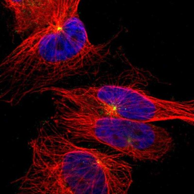 Immunocytochemistry/Immunofluorescence: UNC5CL Antibody [NBP2-47585] - Immunofluorescent staining of human cell line U-251 MG shows localization to centrosome.