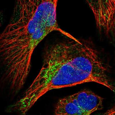 Immunocytochemistry/Immunofluorescence: FAM18B2 Antibody [NBP1-84559] - Staining of human cell line U-2 OS shows positivity in mitochondria.