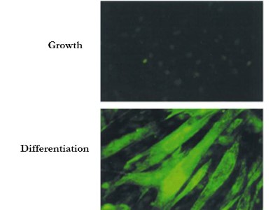 Immunocytochemistry/Immunofluorescence: BIN1 Antibody (99F) [NBP2-21674] - Cells: C2C12 cells during growth or differentiation. Fixation: 0.5% PFA. Antigen retrieval: not required. Primary antibody: BIN-1 (Exon 10 specific, 99F) monoclonal antibody. Secondary antibody: mouse secondary antibody at 1:10,000 for 45 min at RT. Localization: BIN1 is nuclear and cytoplasmic. Staining: BIN 1 as green fluorescent signal.