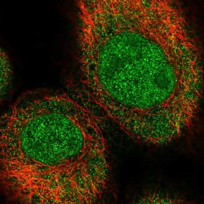Immunocytochemistry/Immunofluorescence: C16orf46 Antibody [NBP1-83527] - Immunofluorescent staining of human cell line A-431 shows localization to nucleoplasm & cytosol.