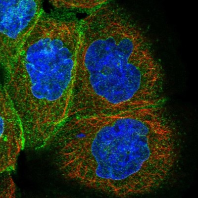 Immunocytochemistry/Immunofluorescence: KRTAP25-1 Antibody [NBP1-93664] - Immunofluorescent staining of human cell line A-431 shows localization to nuclear membrane & plasma membrane.