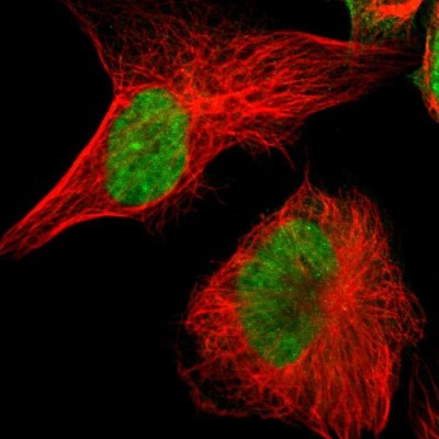 Immunocytochemistry/Immunofluorescence: POGZ Antibody [NBP1-83005] - Immunofluorescent staining of human cell line U-251 MG shows localization to nucleoplasm.